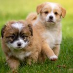 負け組はインジをこねくり回し、勝ち組はプライスアクションを重視する